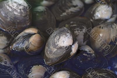 Oysters