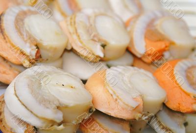 clams