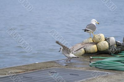 Harbour abstract scene