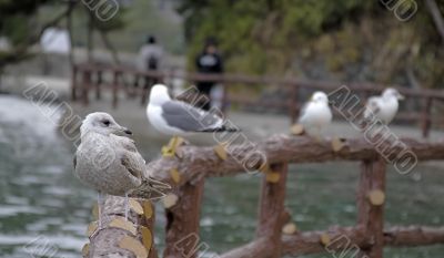 Seagulls on a fence
