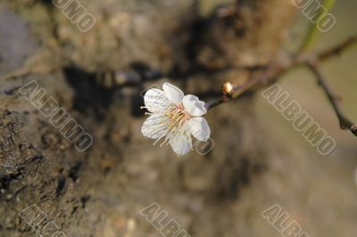 Plum flower