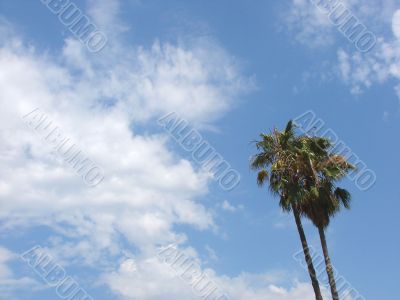 Palm trees and the sky