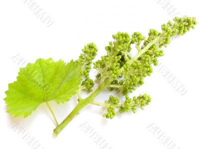 Cluster of a young grapes