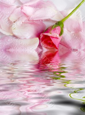 flower of a rose