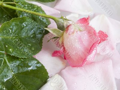 flower of a rose