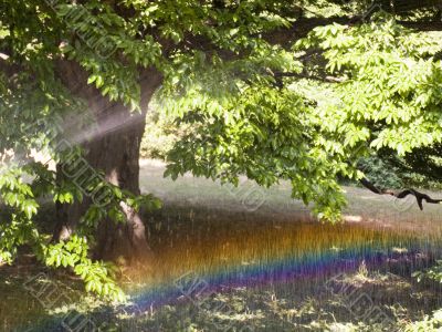 Rainbow