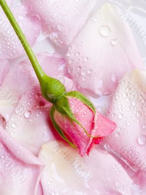 flower of a rose