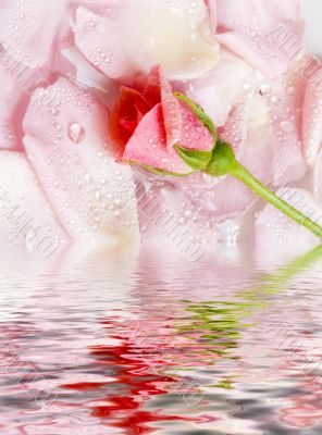 flower of a rose