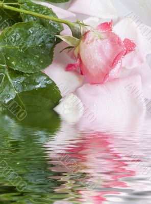 flower of a rose