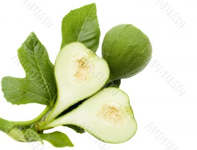 Branch fig