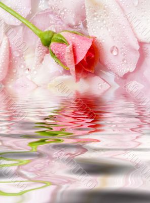 flower of a rose