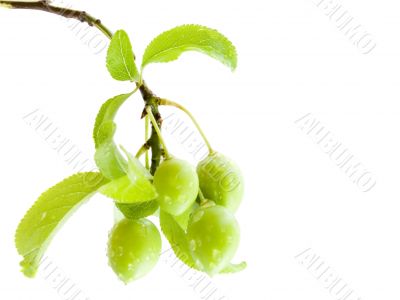 green plums