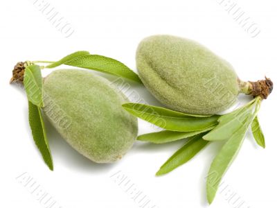 Two young almonds