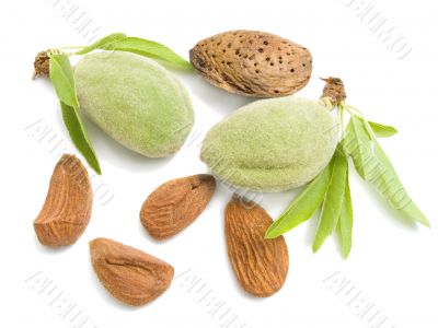  young almonds