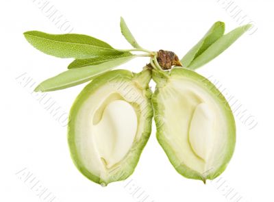 Open young almond