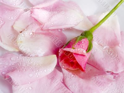 flower of a rose