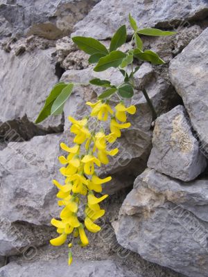 Flower of a yellow acacia