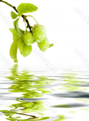 Branch green plums