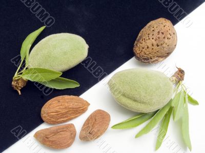 Fruits of almonds