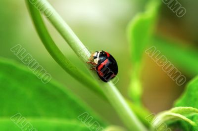 Black ladybird