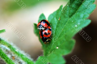Ladybirds with love