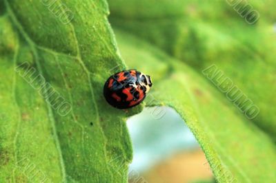 Ladybird crossing leafs