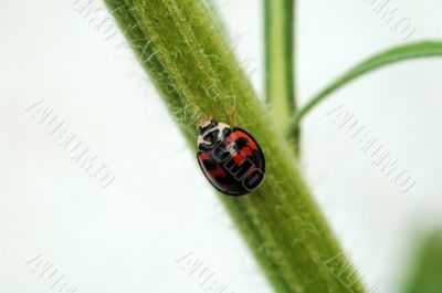 Ladybird and stem