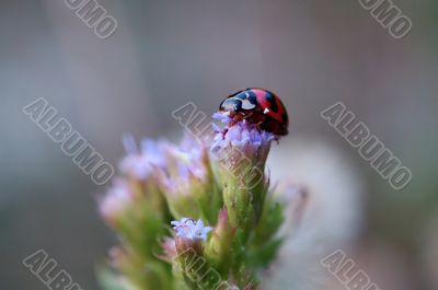 Ladybird on top of eupatorium catarium