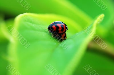 Ladybirds mating on leaf