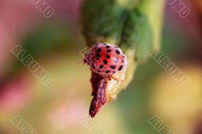 Small ladybug