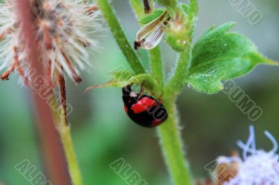 Ladybird hiding under a small leaf
