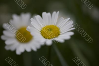 camomile