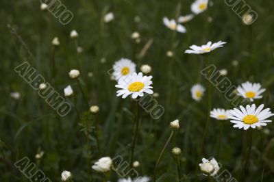 camomile
