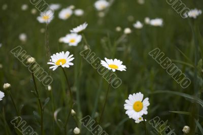 camomile