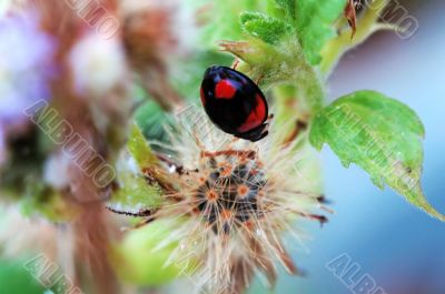 Painting of ladybird