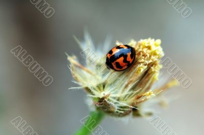 Ladybird on flower