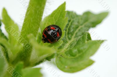 Top view of ladybird