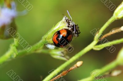 Ladybird with eupatorium