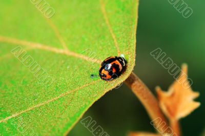 Ladybird on center of leaf