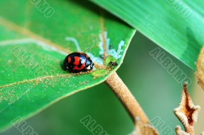 Ladybird with leaf