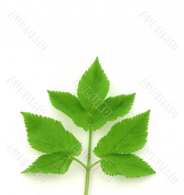 Green Leaves Near Symmetric