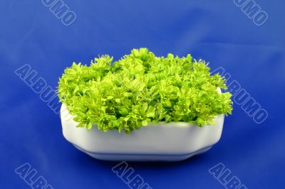 green flowers on the blue