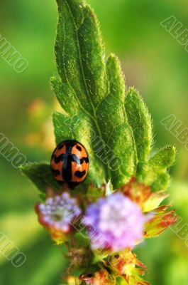 Ladybird on leaf of plant