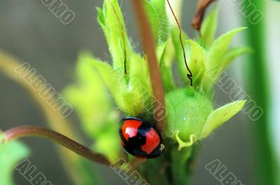 Ladybird with seeds