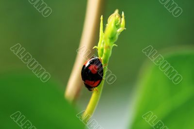 Escaping ladybird