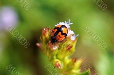 Ladybird on flower facing downward