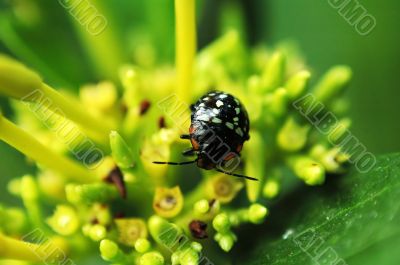 Ladybug on flower