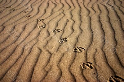 Track in sand