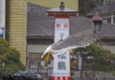 Seagull flight in an Asian town