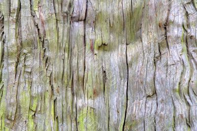 Old tree texture